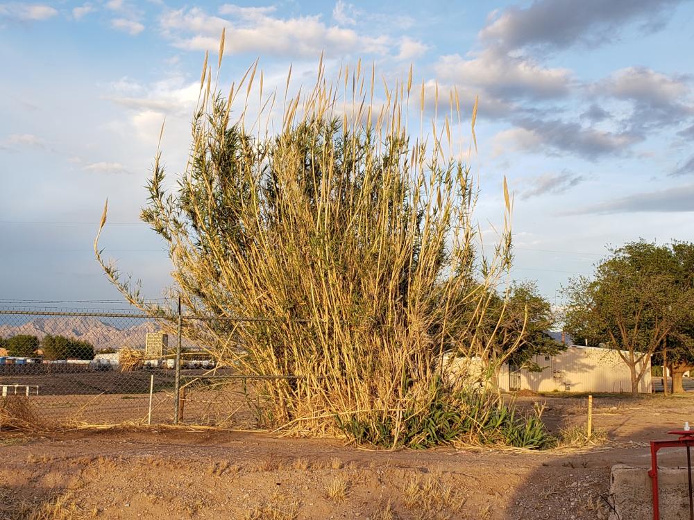 a really big giant reed plant by a ditch