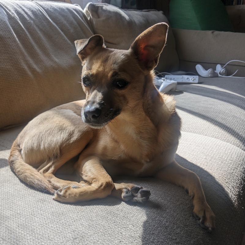 A dog the size of a house cat, curled up on a sofa cushion. She is tiny and she loves you.